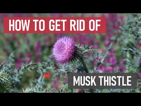 How to Get Rid of Musk Thistle [DIY Weed Management]