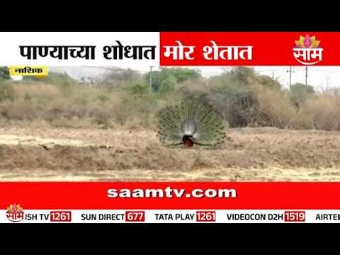 पाण्याच्या शोधात मोर शेतात | Nashik Heatwave