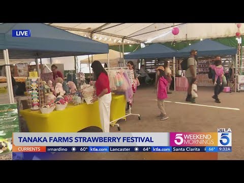 Strawberry picking, goat yoga and family fun at Tanaka Farms festival