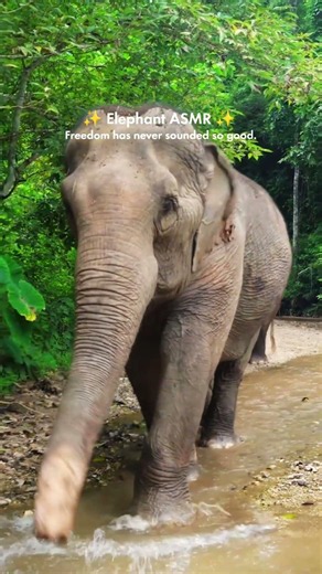 This is what it sounds like to live protected and free in our Elephants Sanctuaries.