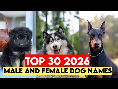 Top Dog Names of 2026 🐕 | Male & Female Name List