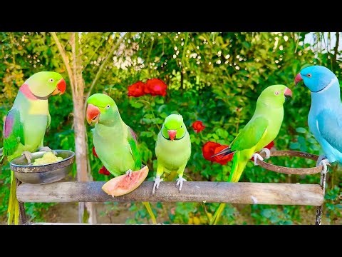 Happy New Year 2026 From Parrot Paradise | Talking Parrot Videos Compilation