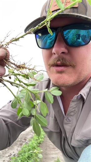 Peanut and Soybean Fun Facts for Farmers and Fans