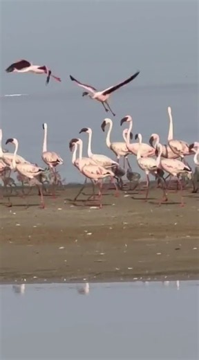 Flamingo Parents Walk Their Fluffy Chicks Across The Salt Desert! 🦩✨ #shorts #nature