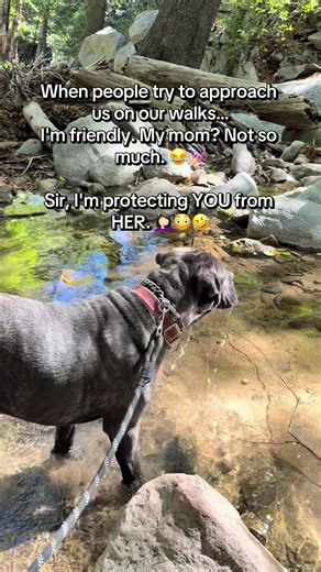 Don’t let the big scary Cane Corso fool you. He’s the social butterfly. I’m the one with the resting don’t-talk-to-me face. 😂💅🏼🐶 #CaneCorso #canecorsolovers #DogMomLife #IntrovertHumor #singlegirlproblems