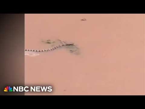 Hundreds of snakes loose in China after typhoon