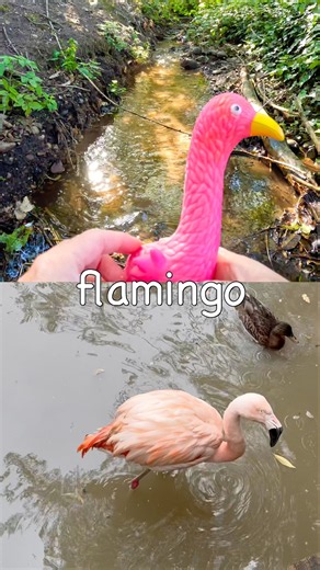 Animal Names | Kids Learn at the Stream: Flamingo Chameleon Kangaroo Frog Baboon