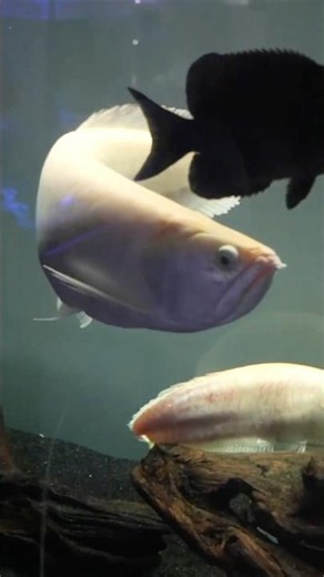 Rare FISH tries to FLY!