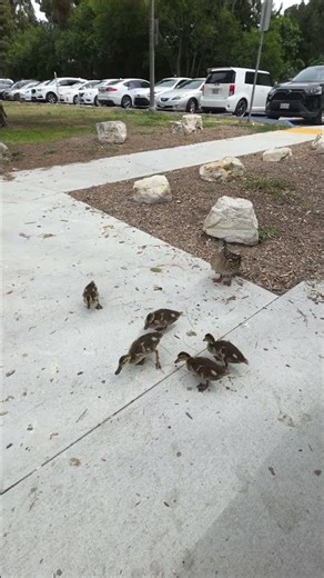 Mother Duck & 5 Ducklings Visit My Bench Up Close | Eldorado Park, Long Beach, #californiatravel