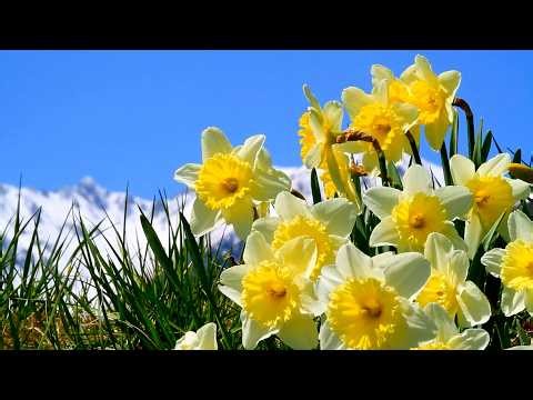 Mountain Meadow Spring, Beautiful Relaxing Music, Peaceful Soothing Instrumental Music, by Tim Janis