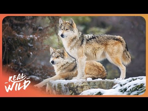 I Searched for Gray Wolves in Freezing Temperatures... Here's What I Found