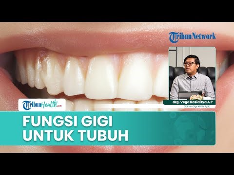 Fungsi Gigi bagi Tubuh Manusia, Peran Penting Gigi untuk Kesehatan dan Pencernaan