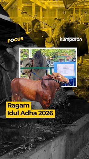 Presiden Prabowo Subianto membagikan 1.098 ekor sapi kurban untuk Idul Adha 2026 yang dibeli langsung dari peternak lokal. Sapi-sapi itu akan disalurkan ke 552 daerah di seluruh Indonesia, terdiri dari 38 provinsi dan 514 kabupaten/kota. Wakil Menteri Sekretaris Negara Juri Ardiantoro mengatakan sapi kurban presiden juga akan dibagikan ke lembaga pendidikan, termasuk pondok pesantren, serta kepada tokoh masyarakat dan tokoh agama. “Bapak Presiden berharap supaya ini juga momentum untuk pengemban