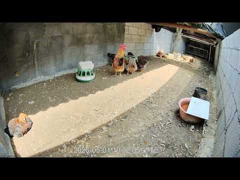 🔴🐓Live Chicken Farm Cam | Real Farm Life, Watch Chickens Eat, Run & Grow🐔 养鸡场实时直播｜看鸡吃饭、跑动、成长全过程的副本