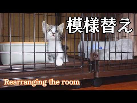 【子猫保護.ep08】子猫の住環境を新しくしました。-I’ve updated the living environment for the kitten.-