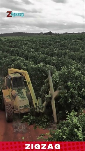 Harvest Trees Faster with This Incredible Farming Machine!