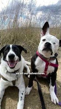 Grieving Dog Has The Sweetest Reaction To Meeting His New Brother | The Dodo