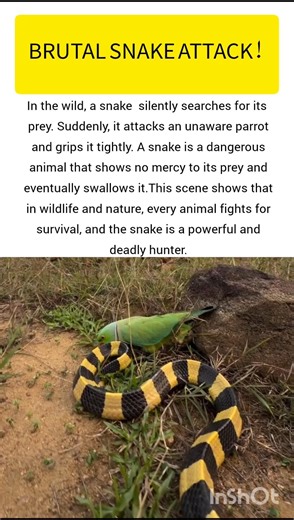 Snake Hunting A parrot #snake #ukwildlife #usawildlife #wildlife #shorts