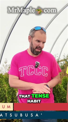 Acer palmatum 'Mikawa yatsubusa' The Original Japanese Maple