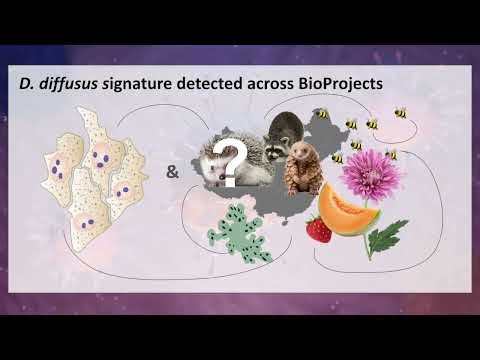 Viral residency: Mapping host-virus interactions of Dulcivirus diffusus