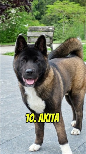 The Best Guard Dogs 🐶 (Ranked by Fear Factor) 🚫 #shorts #dogs