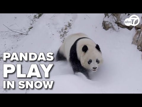 Pandas play in snow at Smithsonian National Zoo