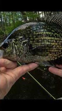 Double Crappie Catch on Jigs and Minnows! #crappie #fishing #swamp
