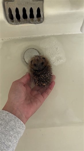 Wild hedgehog is floating in a nice bath in the sink!