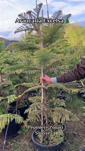Araucaria Excelsa: Élégance Arboricole pour votre Espace