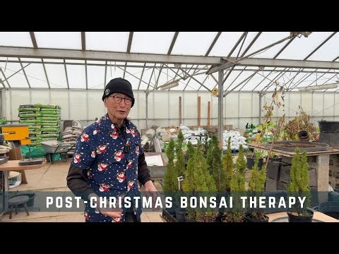 Post Christmas Bonsai Therapy