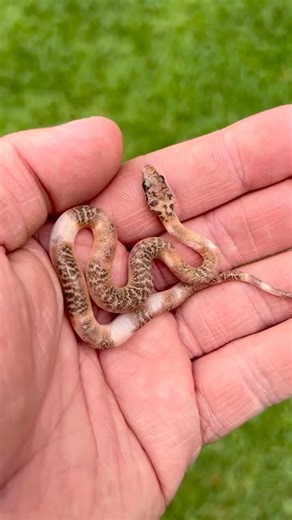 What an incredible looking baby piebald Stimson’s python at @progressivepythonsaustralia! 🔥✨ TRR is made possible by @thebiodude #antaresiastimsoni #australianpython #snakekeeper #herpetology #thereptilereportofficial | The Reptile Report
