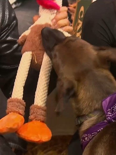 ¡Regalo para Tlacoyo! 🐶🤩 Adal Ramones platica con mis Granjeros sobre todo lo que está pasando con nuestro bello Granjero. 🥹👏 #LaGranjaTraición 🌾 EN VIVO AHORA #LaGranjaVIP acceso Total en Disney 📺 #LaGranjaMX