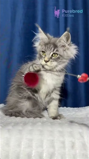 Meet Faye: Majestic Maine Coon, Blue Silver Blotched Tabby with Beautiful Green Eyes 💙💚🐾 #MaineCoon