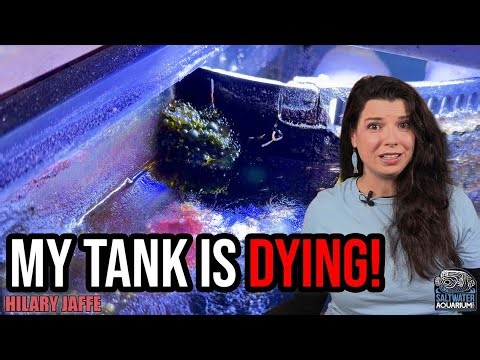 My Fish Tank is Dying... (The Reality of a Failing Aquarium) | Hilary Jaffe