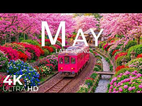 Springtime Splendor 4K | Gentle Bees & Blooming Flower Paths 🌸 A Quiet Spring Awakening