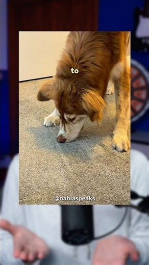 Her Dog Smelled Something Under The Carpet 👀