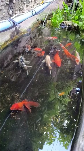 Fish Tank Relaxation | Peaceful Aquarium