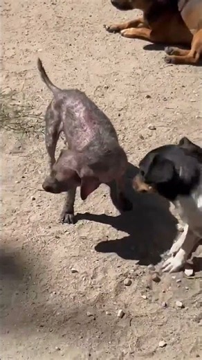 HELP: We Went To Save One Sick Dog And Found SEVEN More [STORY BELOW]