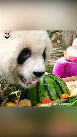 Panda Has A Whole Fruit Feast | iPanda #shorts