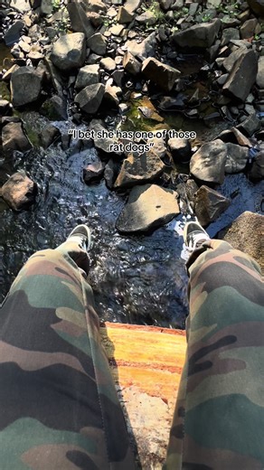 American XL Bully Breed Insights and Care Tips