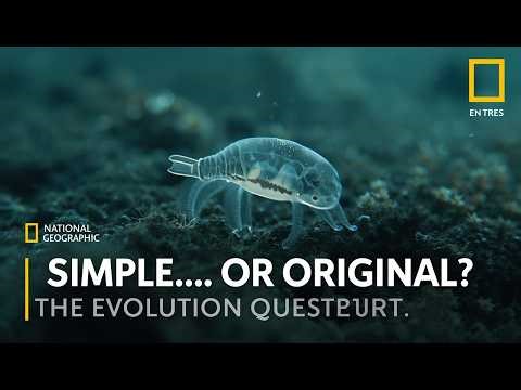 Xenacoelomorpha: The Animal Group That Sits at the Edge of Complexity