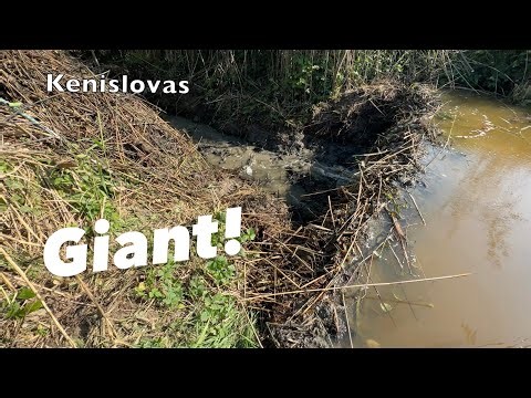 GIANT Beaver DAM!