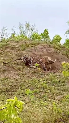 Tiger Attacks Wild Boar in African Jungle | Hunters Take Brave Action 😱#shorts