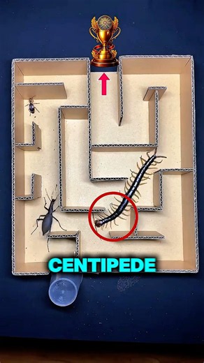 Stag Beetle vs Ant vs Giant Centipede 🪲🐜🐛 | Maze Challenge!