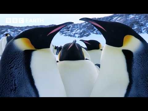 Love In The Animal Kingdom | BBC Earth | BBC Studios