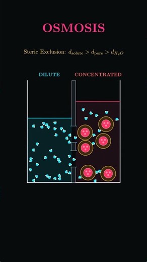 How Osmosis ACTUALLY Works