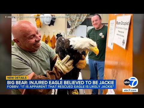 Injured bald eagle rescued in Big Bear believed to be Jackie