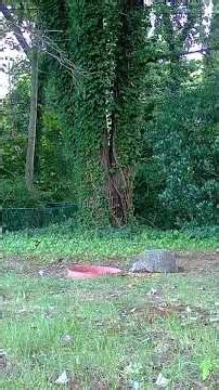 Mr. Groundhog and Friends