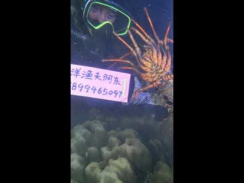 LIVE🔴Underwater Hunter: Daily Catch Routine | 水中のハンター！本日の獲物を探しに。#diving #hunter 2026-01-21 07:00:12