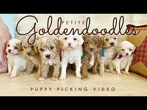 Tiny Petite English Cream Goldendoodles || Cher & Jack || 5 wks old || #PetiteGoldendoodles #puppy